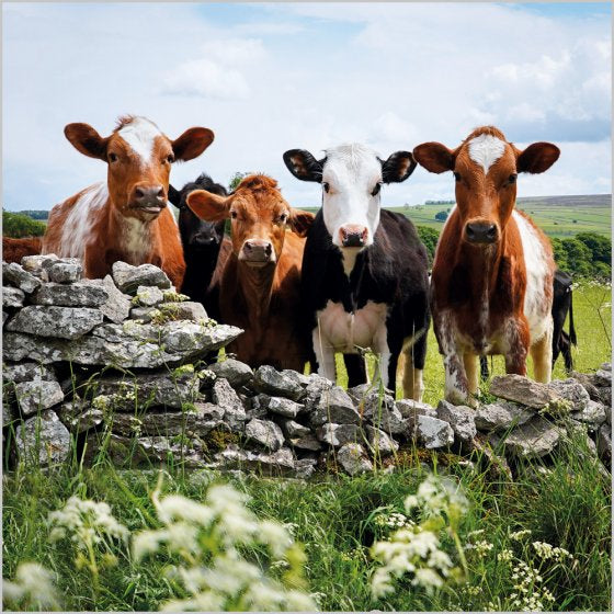 Cows, Foolow, Derbyshire, Blank Card Inspired by BBC Countryfile