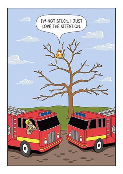 I’m Not Stuck Cat Humour Birthday Card
