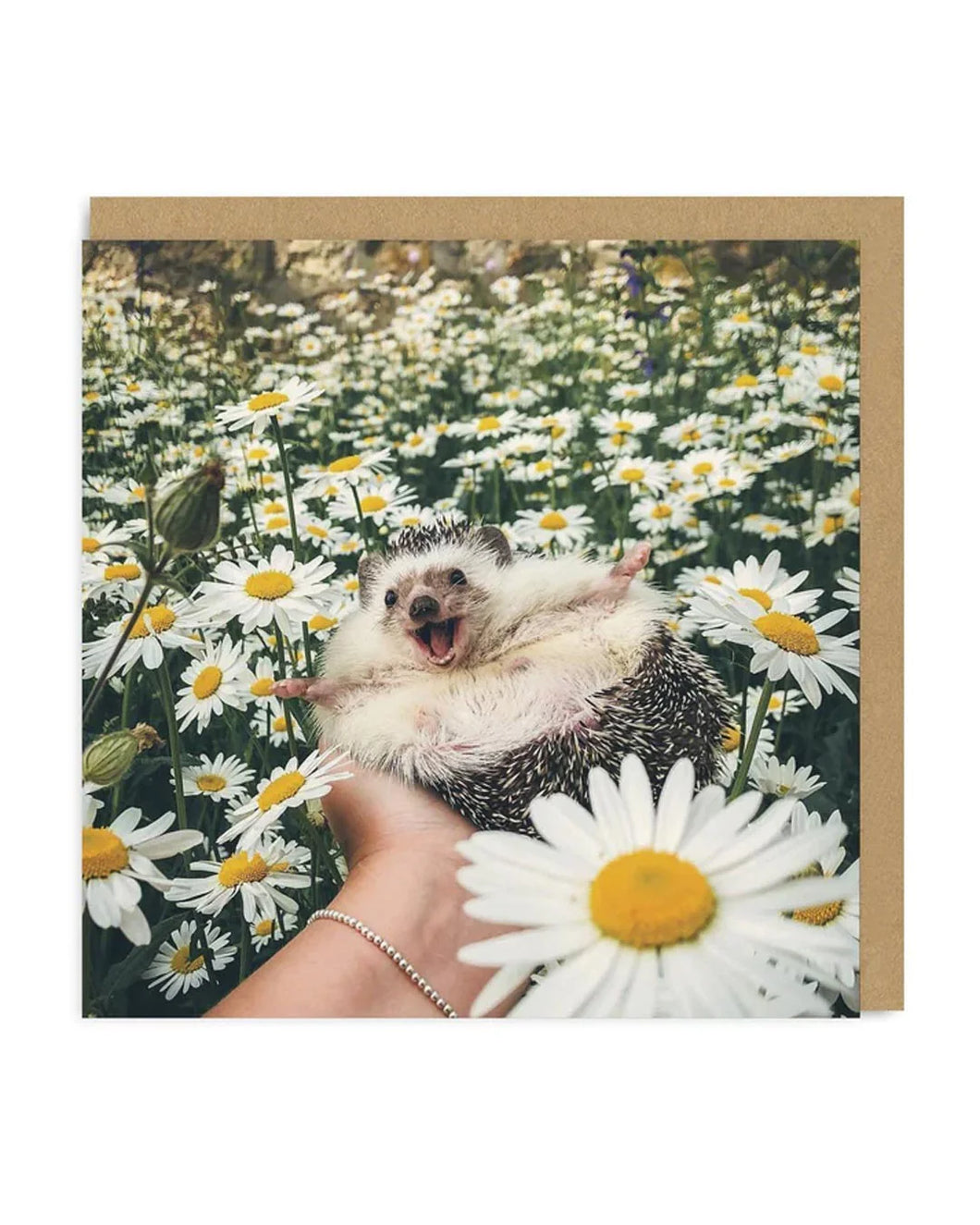 Hedgehog In A Daisy Field Blank Card