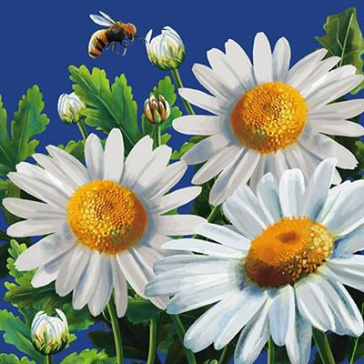 Daisy Card
