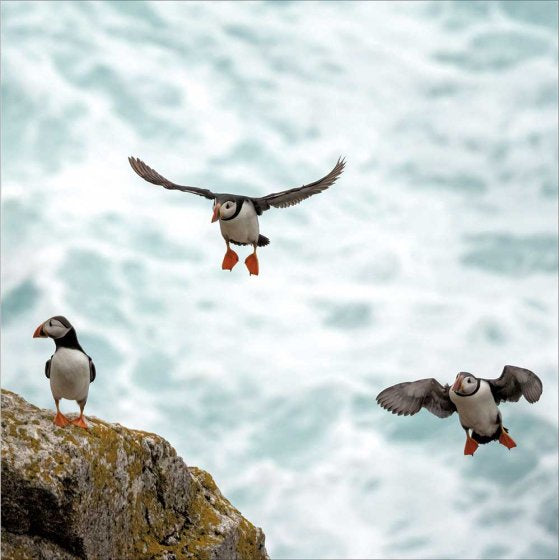 Flying Puffins Blank Card