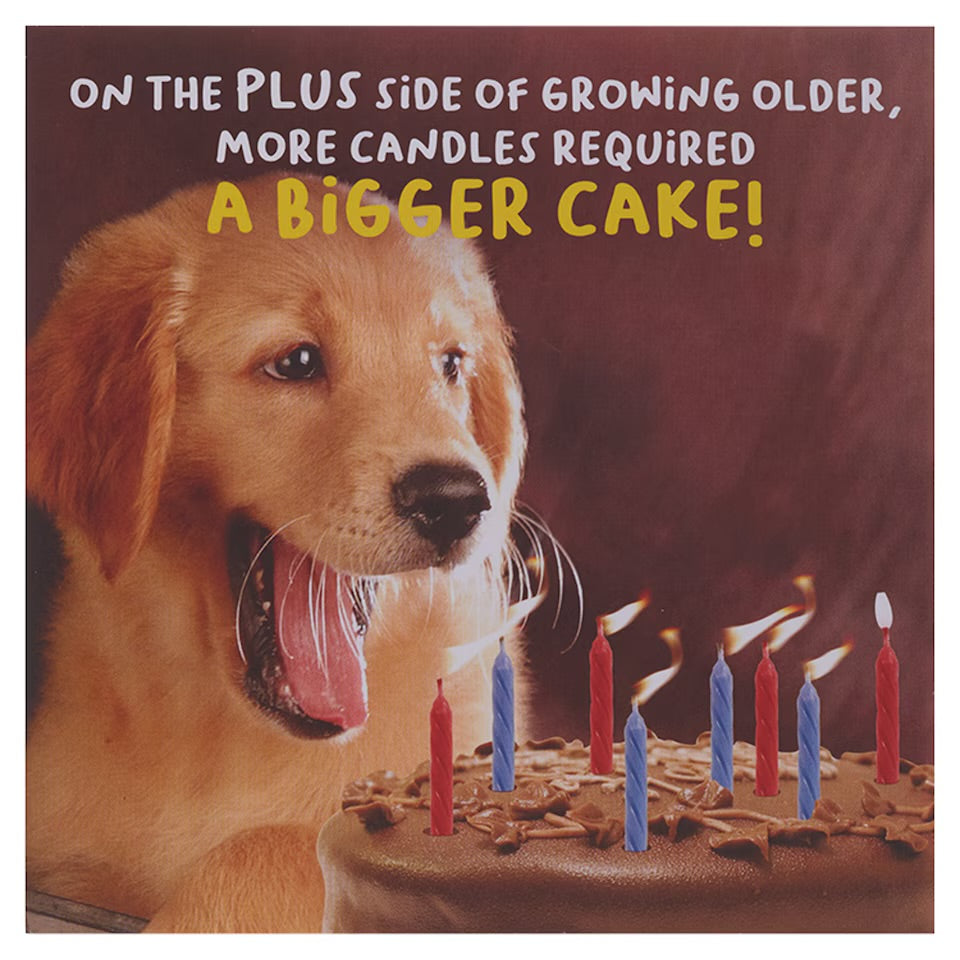 Bigger Cake, Puppy Birthday Card