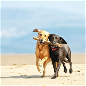 Golden & Black Labrador Dogs On Beach Blank Card