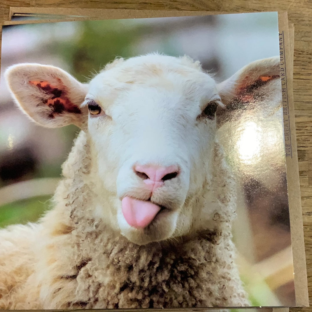 Sheep Blank Card