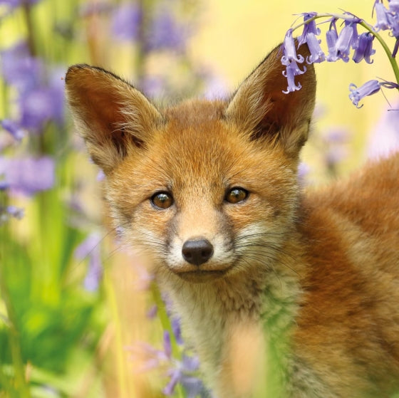 Red Fox In The Bluebells Blank Card Inspired by BBC Nature Tales