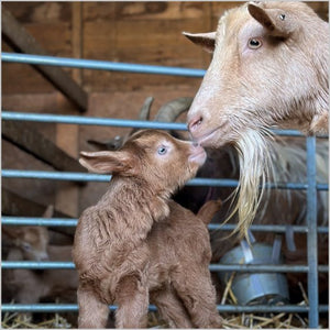 Goat And Kid Blank Card Inspired by BBC Countryfile