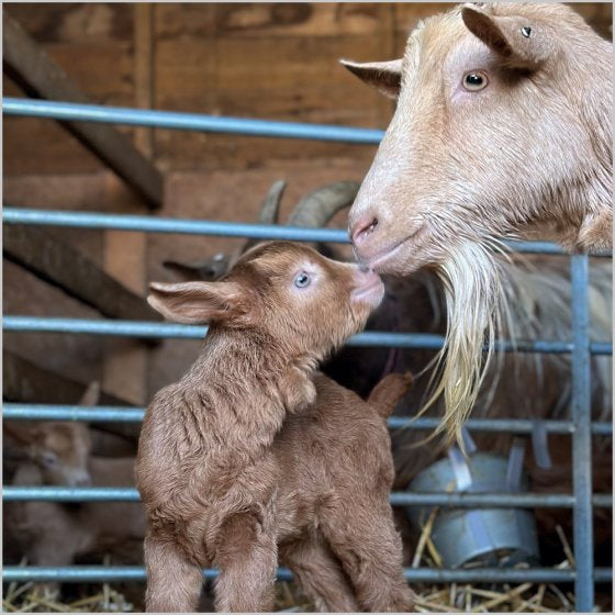 Goat And Kid Blank Card Inspired by BBC Countryfile