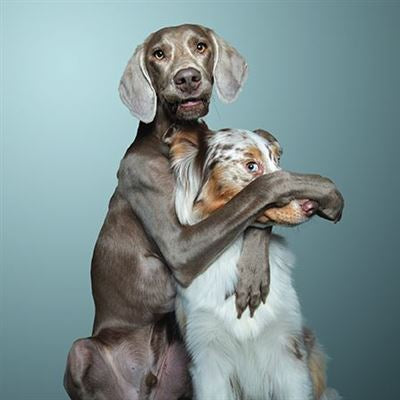 Weimaraner & Collie Blank Card