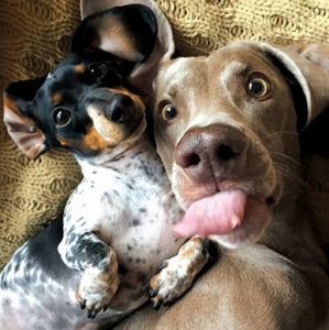 Dog Selfie Weimaraner & Dachshund Blank Card