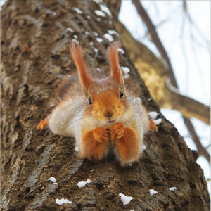 Squirrel Pose Blank Card