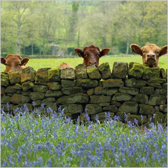 Peeping Cows And Bluebells Blank Card Inspired by BBC Countryfile