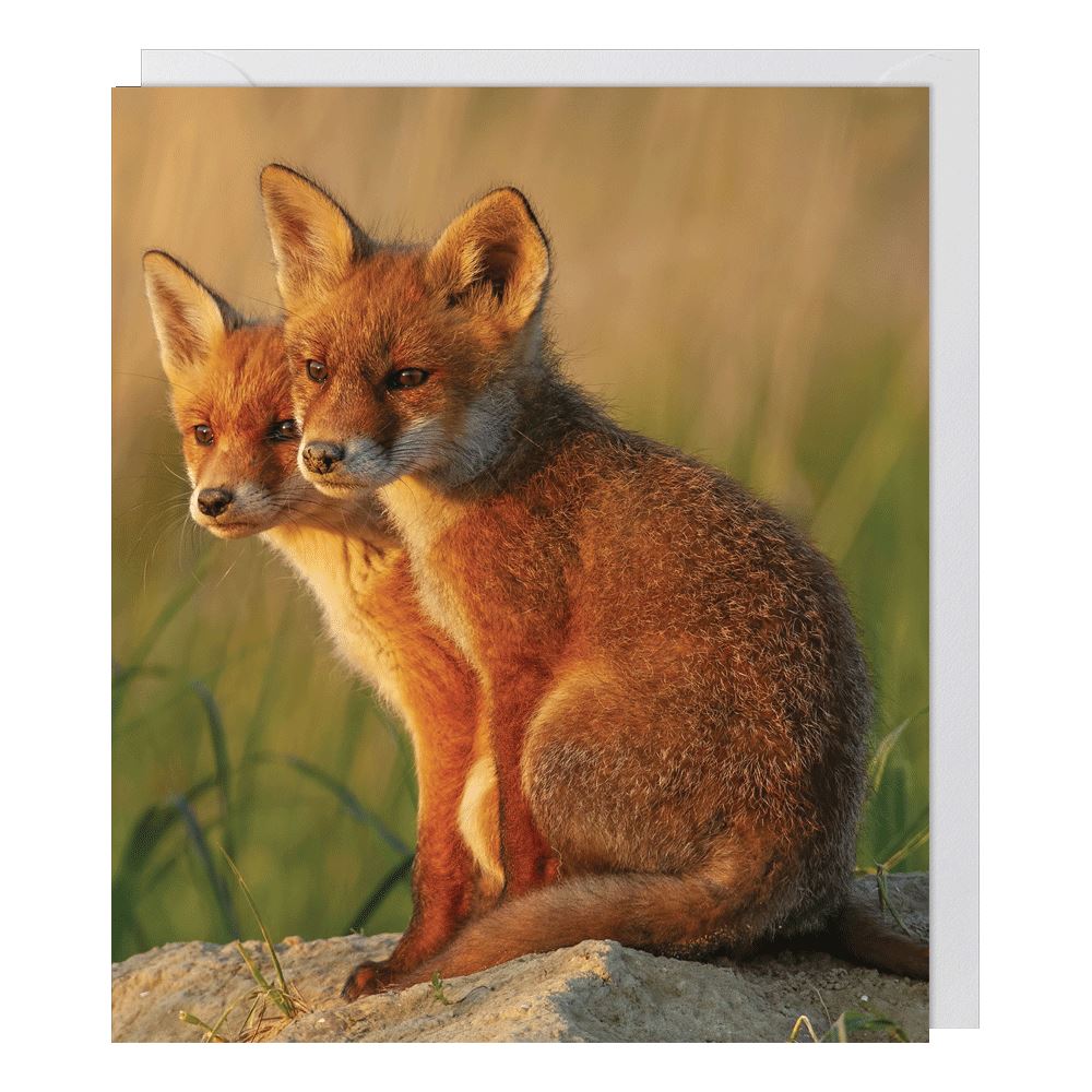 Fox Cubs Blank Card