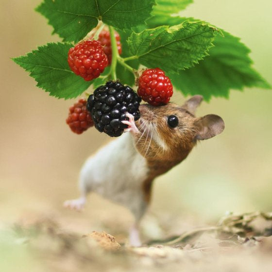 Wood Mouse Eating A Blackberry Blank Card Inspired by BBC Nature Tales