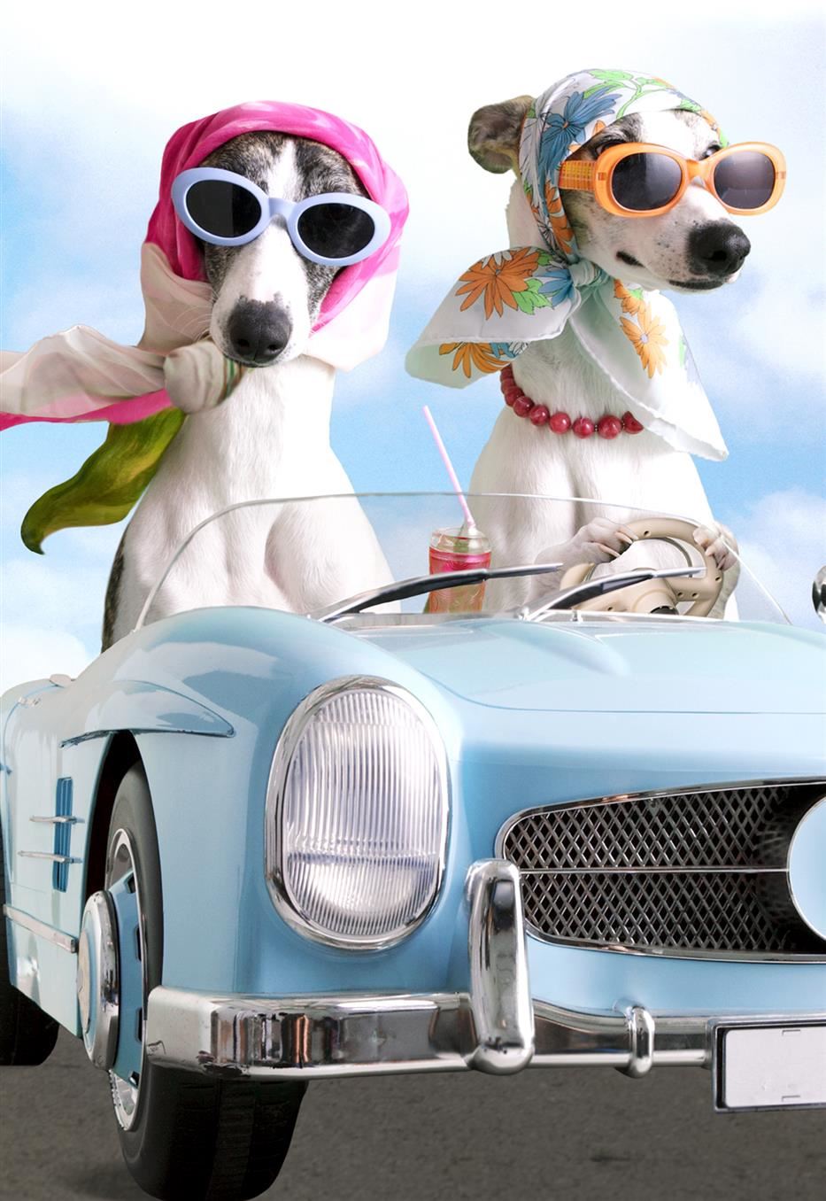 Grey Hounds In Head Scarves Blank Card
