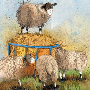 Sheep Feeding Blank Card