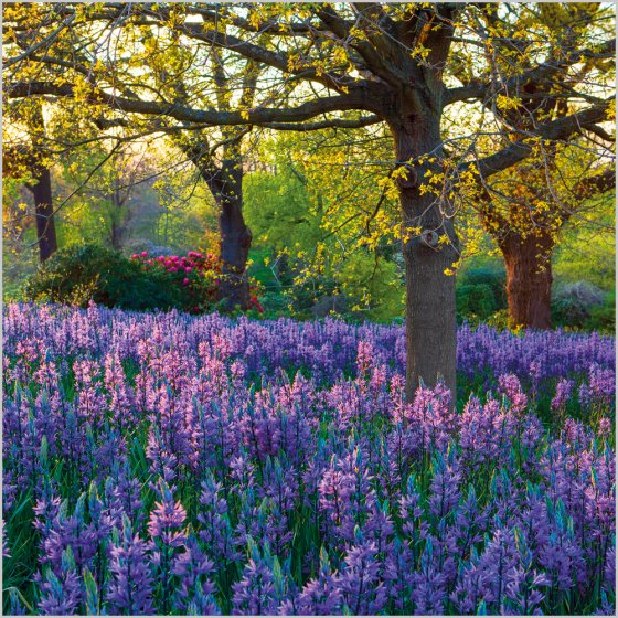 Meadow of Camassia, RHS Garden, Blank Card Inspired by BBC Gardners’ World