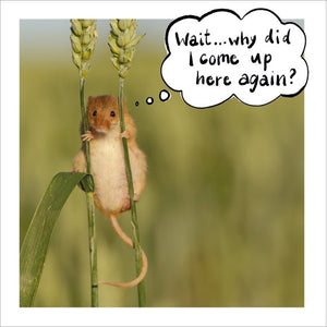 Harvest Mouse Humour Blank Card