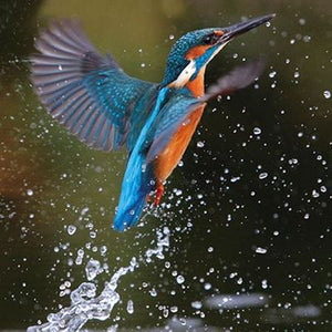 Kingfisher Blank Card