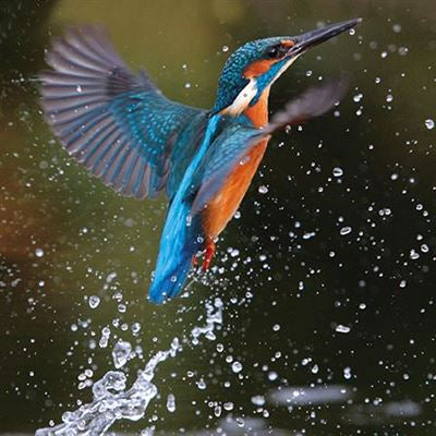 Kingfisher Blank Card
