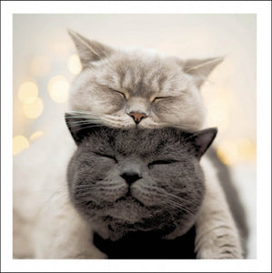 Grey Cat & Black Cat Blank Card