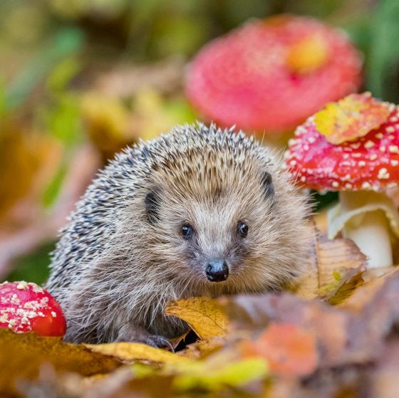 Hedgehog Photographic Blank Card Inspired by BBC Nature Tales