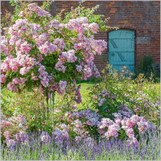 British Summer Roses Blank Card Inspired by BBC Gardners’ World