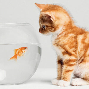 Kitten & Fish Bowl Pack Of 6 Blank Mini Notecards & Envelopes