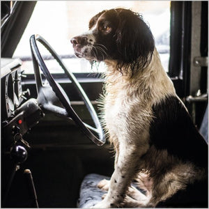 Springer Spaniel In A Land Rover Blank Card Inspired by BBC Countryfile