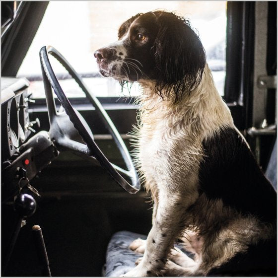 Springer Spaniel In A Land Rover Blank Card Inspired by BBC Countryfile