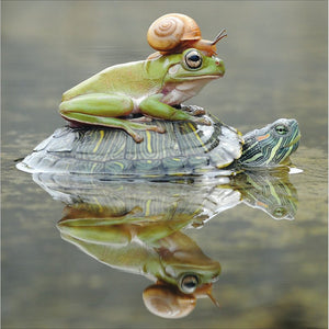 Snail, Frog & Tortoise Blank Card