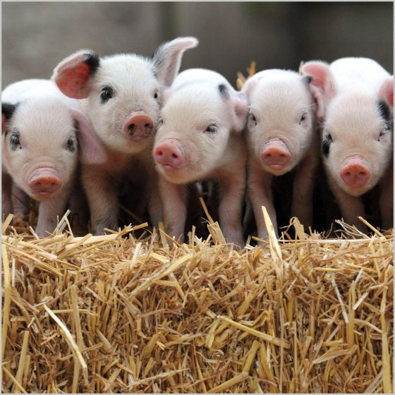 Gloucestershire Old Spot Piglets Blank Card Inspired by BBC Countryfile