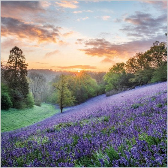 Bluebells, Dorset Blank Card Inspired by BBC Countryfile