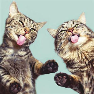 Cats With Tongues Out Blank Card