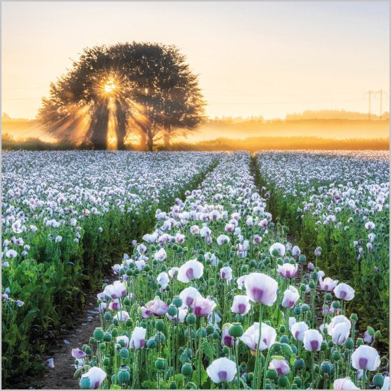 Purple Poppy Field, Dorset Blank Card Inspired by BBC Countryfile