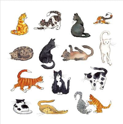 Cats Blank Card