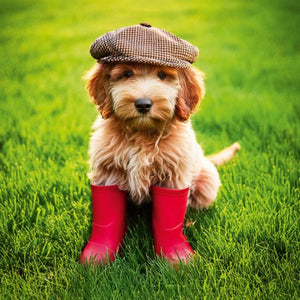 Cockapoo In Wellies Pack Of 6 Blank Mini Notecards & Envelopes
