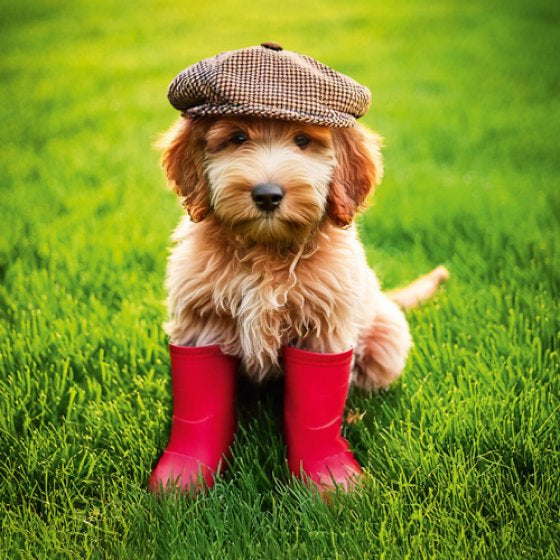 Cockapoo In Wellies Pack Of 6 Blank Mini Notecards & Envelopes