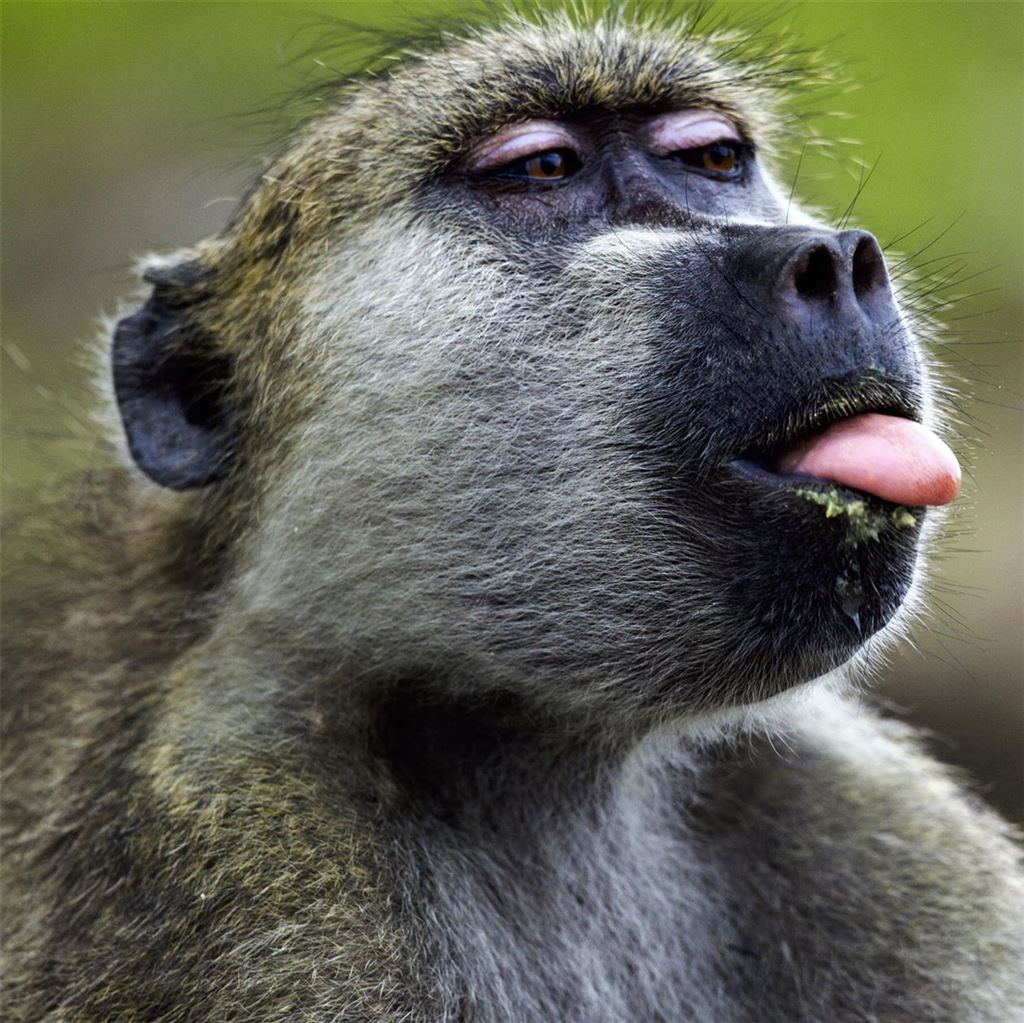 Cheeky Chacma Baboon Blank Card