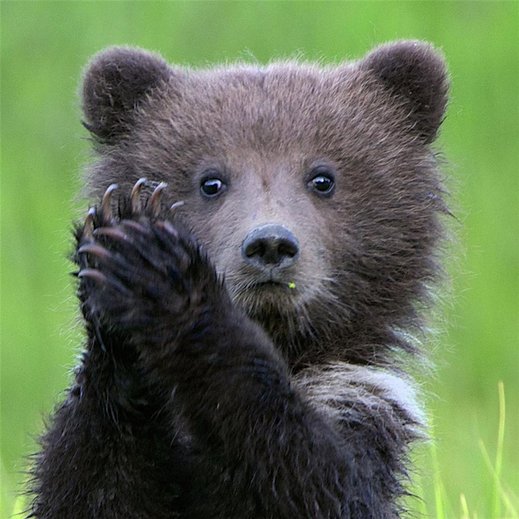 Grizzly Bear Cub Blank Card