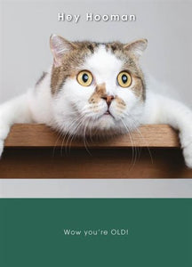 Shocked Cat Birthday Card