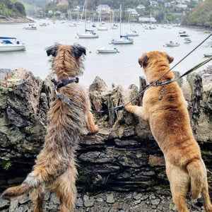 Border Terriers overlooking Noss Mayo Blank Card