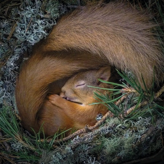 Wildlife Photographer Of The Year Blank Card ‘ Drey Dreaming’  Red Squirrel