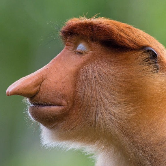 Wildlife Photographer Of The Year Blank Card ‘ The Pose ’ Proboscis Monkey