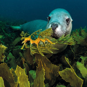 Wildlife Photographer Of The Year Blank Card ‘ Double Interset ’ SeaLion & SeaDragon