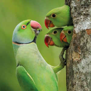 Wildlife Photographer Of The Year Blank Card ‘ Lockdown Chicks ’Rose Ringed Parakeets