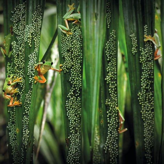 Wildlife Photographer Of The Year Blank Card ‘ Tree Frog Pool Party’