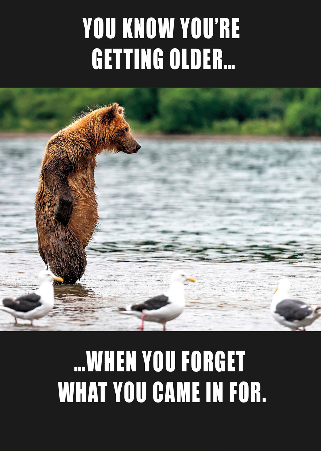 Forget What You Came In Here For , Grizzly Bear Birthday Card