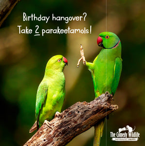 Comedy Wildlife Photography Awards Parakeet Birthday Card