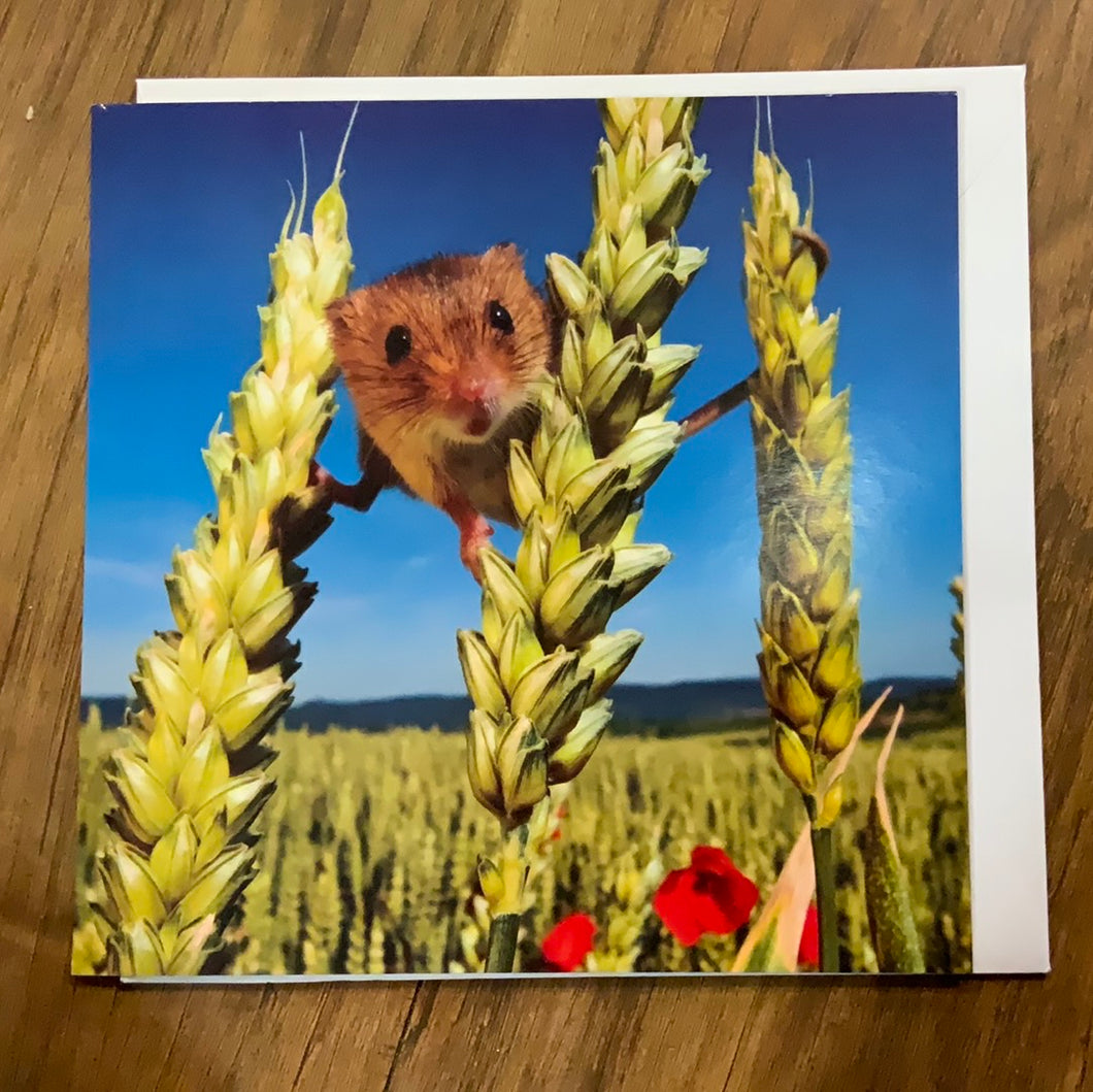 Harvest Mouse Card