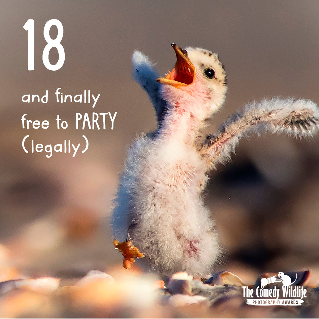 Comedy Wildlife Photography Awards 18th Birthday Card